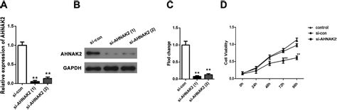 Down Regulation Of AHNAK2 Inhibits Cell Proliferation Migration And