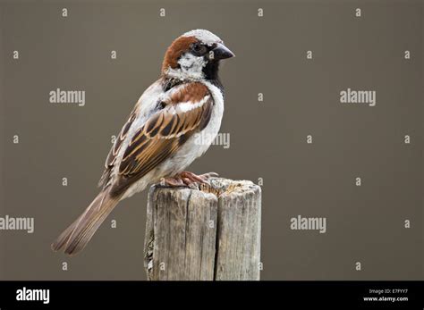 Moineau De L Ancien Monde Banque D Image Et Photos Alamy