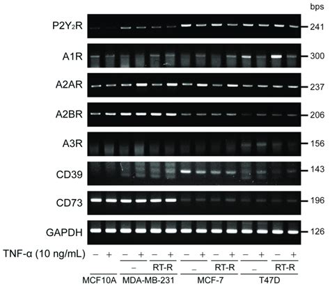 Expression Levels Of Purinergic P2y 2 Receptor P2y 2 R Adenosine Download Scientific Diagram