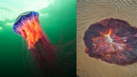 Cette incroyable photo d une gigantesque méduse échouée sur une plage