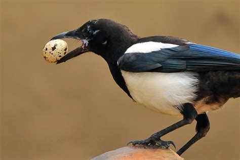 Can Birds Eat Eggs Absolutely And Heres Why