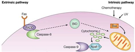 Difference Between Extrinsic Pathway And Intrinsic Pathway Intrinsic