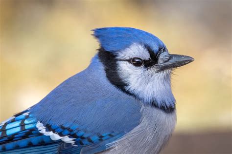 Blue Jay Symbolism: 16 Spiritual Meanings