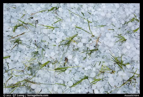 Picturephoto Large Hailstones And Grasses Black Hills South Dakota Usa