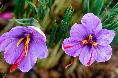 Crocus Sativus Saffron Bulbs Autumn Flowering Pack Of Crocus Bulbs