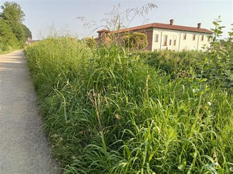 Al Parco Castello L Erba Troppo Alta Nasconde La Pista Da Jogging