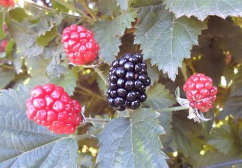 Blackberry Planting, Spacing, and Trellising - Alabama Cooperative ...