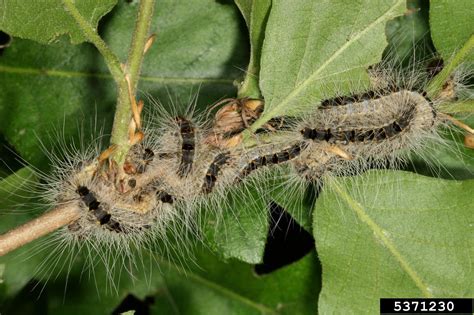 Oak Processionary Moth Thaumetopoea Processionea