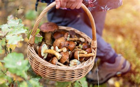 A beginner’s guide to safe wild mushroom foraging