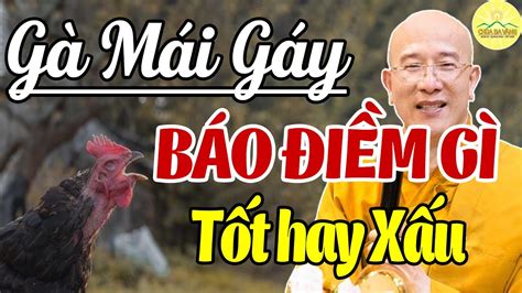 Gà Mái Gáy Ban Ngày Là Điềm Gì Giải Mã Hiện Tượng Và Những Bí Ẩn Tâm Linh