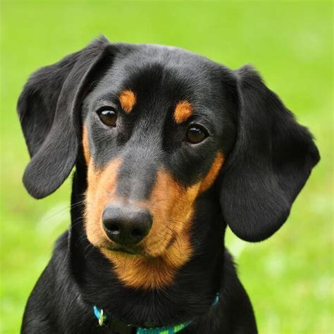 Dachshund Breed Your Dog Petmeetly