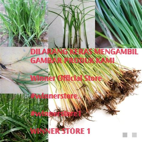 Jual Rumput Segar Fresh Herbal Teki Ladang Cyperus Rotundus Grass