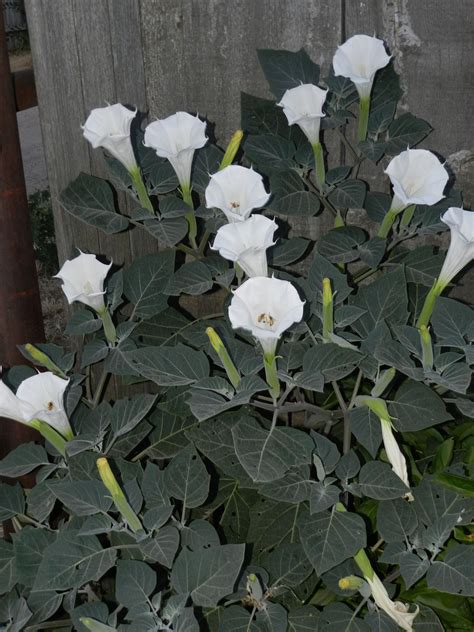 Moon Flower Bush Beautiful White Flowers