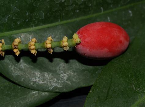 Gnetum gnemon (Gnetaceae) image 30814 at Gymnosperms.org