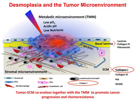 Role Of Ecm Composition And Stromal Cells In Determining Tumour And