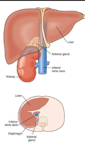 Adrenal Gland Flashcards Quizlet