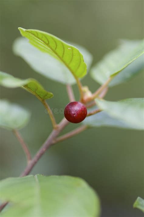 Red berry on the plant stock photo. Image of ingredient - 46169992