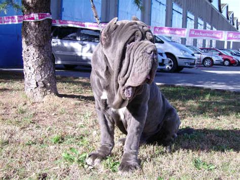 Album Foto Esposizione Canina Di Vrtojba Slovenia