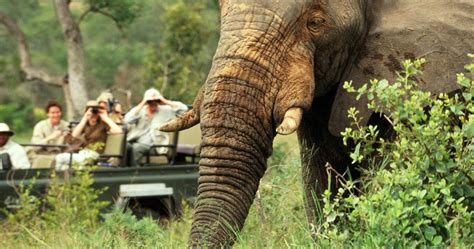 African Safari Tours | Your Ultimate Guide to the Best Tours