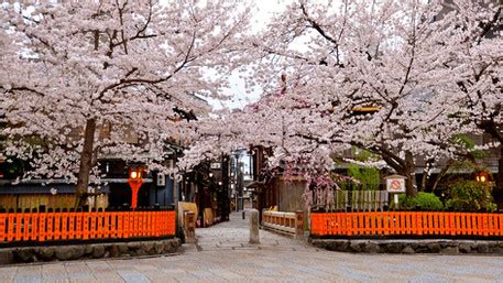 Cherry Blossom Tour Kyoto | Kyoto Localized - Walking Day Tour Kyoto