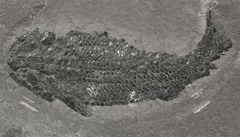 4" Devonian Lobed-Fin Fish (Osteolepis) - Scotland (#62910) For Sale - FossilEra.com