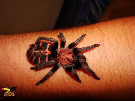 Guatemalan Tiger Rump Tarantula For Sale Find Your Exotic Pet Today