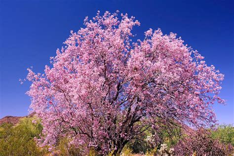 24 Fascinating Desert Tree Names You Should Know - EatHappyProject