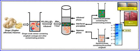 Three Phase Partitioning Of Zingibain From Zingiber Officinale Roscoe