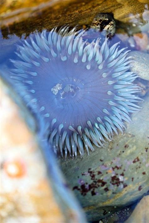 Amazing Sea Life At Cabrillo National Monument Tide Pools Cabrillo