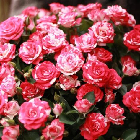 Роза Файерворкс - Rose Fireworks