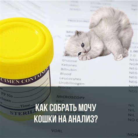 Дневник кошатницы. — LiveJournal