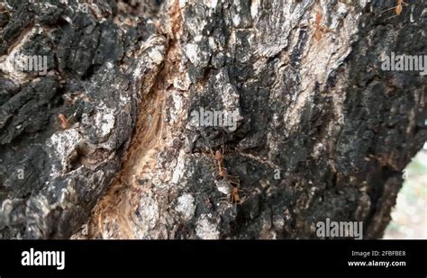 White Ant Damage On Tree Stock Videos Footage HD And 4K Video Clips