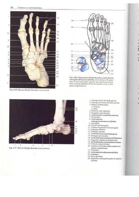 Pdf Atlas Fotografico De Anatomia Del Cuerpo Humano Yokochi Ed