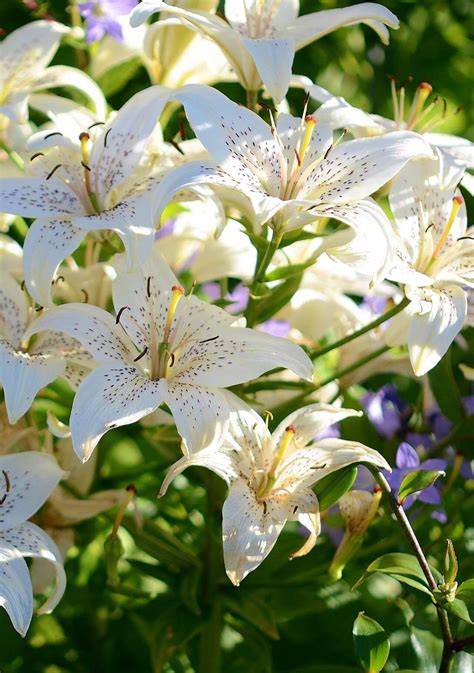 Flores Bonitas Y Con Significado Para Regalar El D A De La Madre