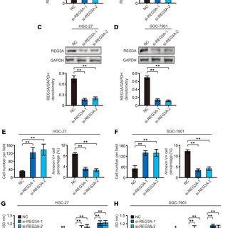 The Regenerating Islet Derived Reg A Knockdown Promotes Invasion