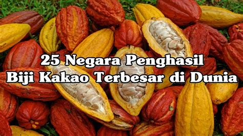 25 Negara Penghasil Biji Kakao Terbesar Di Dunia YouTube