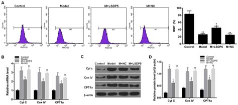 LSDP5 Reduces Mitochondrial Damage In LO2 Lipotoxicity Model A MMP