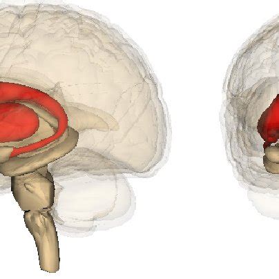 Striatum. The striatum is illustrated in red, showcasing a view from ...