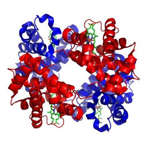 What is a Normal Hemoglobin Level for Women? | Essential Insights