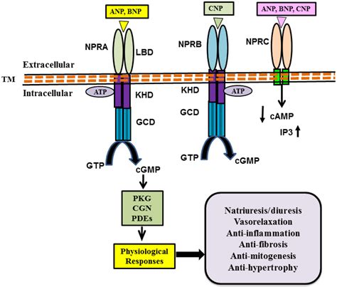 Figure 1 From Emerging Concepts Of Receptor Endocytosis And Concurrent