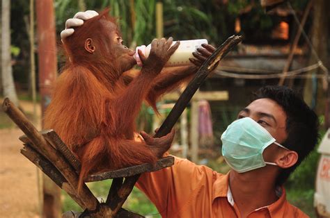 Indonesian Orangutan Conservation | Global China House