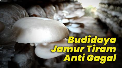 Cara Sukses Budidaya Jamur Tiram Anti Gagal Dari Pakarnya Langsung