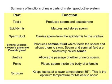 Male Reproductive System Functions Of Each Part - Human Anatomy