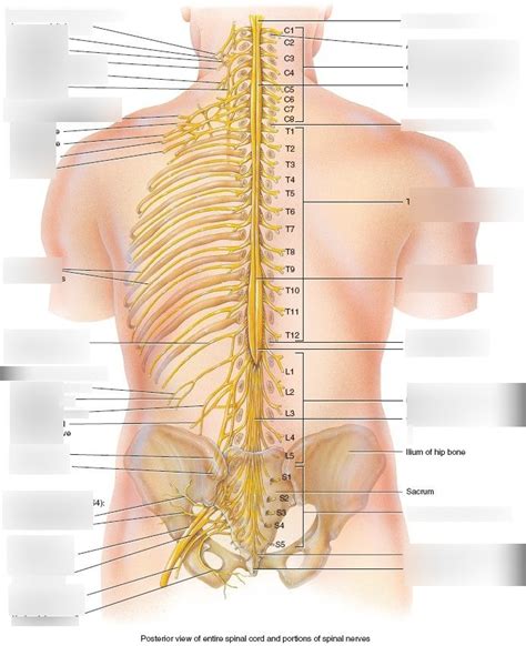 Ch 14 Spinal Cord Spinal Nerve Pt 2 Diagram Quizlet