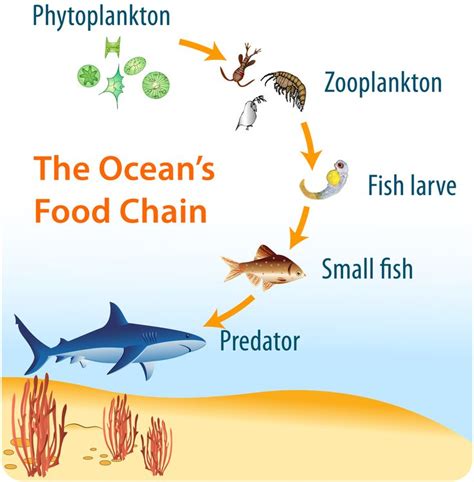 Ocean Food Chain For Kids