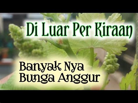 Cara Jitu Membuah Kan Pohon Anggur Bunga Anggur Lebat Ber Munculan 100