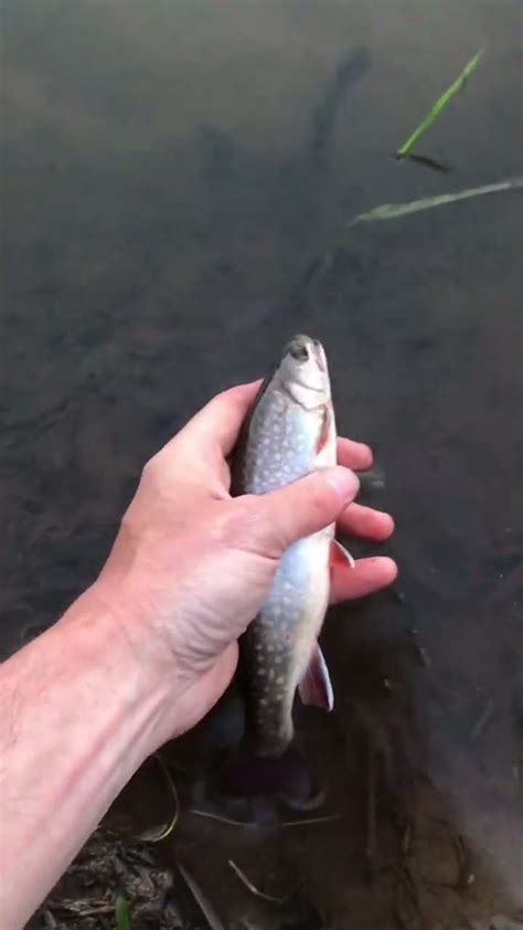 Brookie From Todays Trip Caught On 12 Caddis Youtubeshorts Fishing