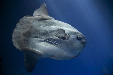 Quirks of the Deep: The Oddities of the Mola Mola Fish | OddFeed