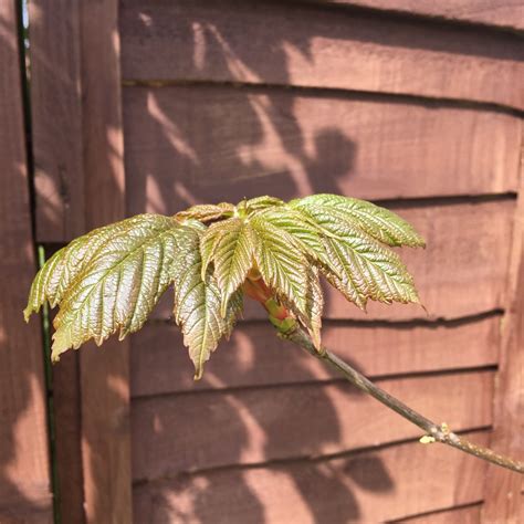 Acer Pseudoplatanus Sycamore In Gardentags Plant Encyclopedia