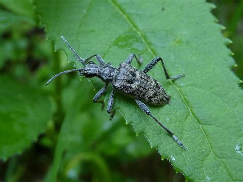 Ribbed Pine Borer Identification Life Cycle Damage Treatment Faqs